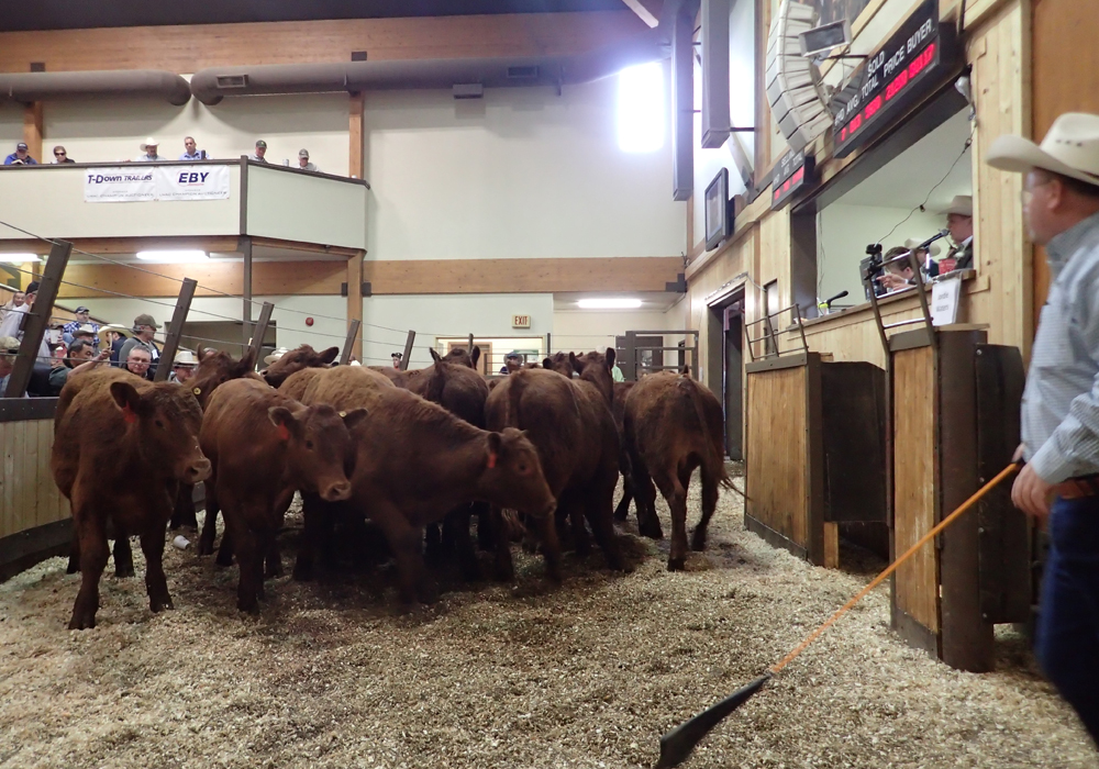 Lightweight cattle continue to do quite well at Manitoba cattle auctions, according to two people heavily involved with the cattle industry. | File photo