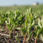 The pulse market has been largely quiet for the last couple of months, according to Adam Krieser of CanPulse Foods in Saskatoon, Sask. | File photo