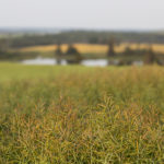 Canola is by far the most important Canadian export to China, with total value of exports (seed, oil and meal) at $3.6 billion in 2017. Canola seed imports into China have grown significantly from 2.9 million tonnes in 2013 to 4.5 million tonnes in 2017, according to the Canola Council of Canada website. | Robin Booker photo.