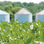 Soybeans, wheat and corn have been trading generally lower of late on the Chicago Board of Trade (CBOT). In particular soybeans are in