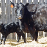 The cow-calf pair should be moved to another clean, well-bedded environment shortly after birth and the calf is mothered up. | File photo
