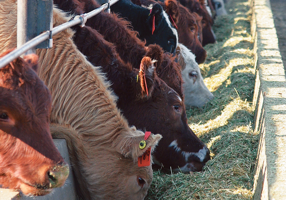 Feedlot owners are told that they made mistakes last year, largely related to high stocking costs, that were offset by a positive basis that increased returns on fed cattle.  |  File photo