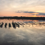 Heavier rainfall events are becoming more common in many parts of the world. In the American High Plains, such as this field in Nebraska, and in the Midwest, farmers are turning to cover crops like rye to add structure and water-holding capacity to soils in hopes of reducing erosion and nutrient loss. | File photo