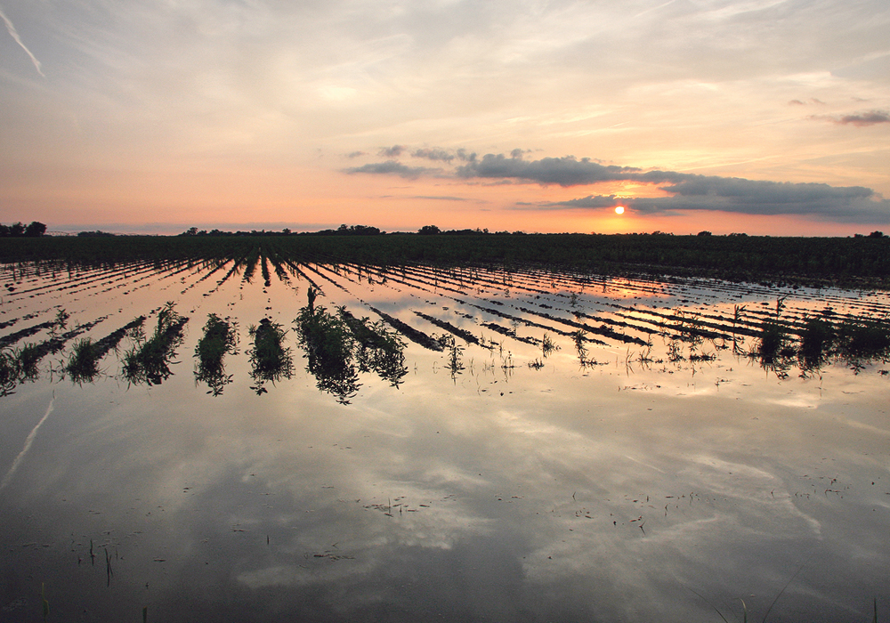 Heavier rainfall events are becoming more common in many parts of the world. In the American High Plains, such as this field in Nebraska, and in the Midwest, farmers are turning to cover crops like rye to add structure  and water-holding capacity to soils in hopes of reducing erosion and nutrient loss.  |  File photo