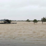 Hundreds of thousands of cattle are dead after floods left parts of eastern Australian under water, swallowing up livestock and farm buildings. | Twitter/@QldAgriculture photo