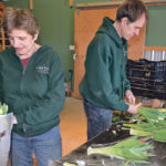 Trudie and Jac Theelen prepare tulips for market. Jac gathers 10 stem bundles and Trudie wraps each in a plastic sleeve. The flowers are then conditioned by standing in water to ready them for market. | Maria Johnson photo