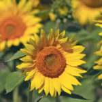 High oleic sunflowers are becoming a hot commodity in health food processing markets. | File photo