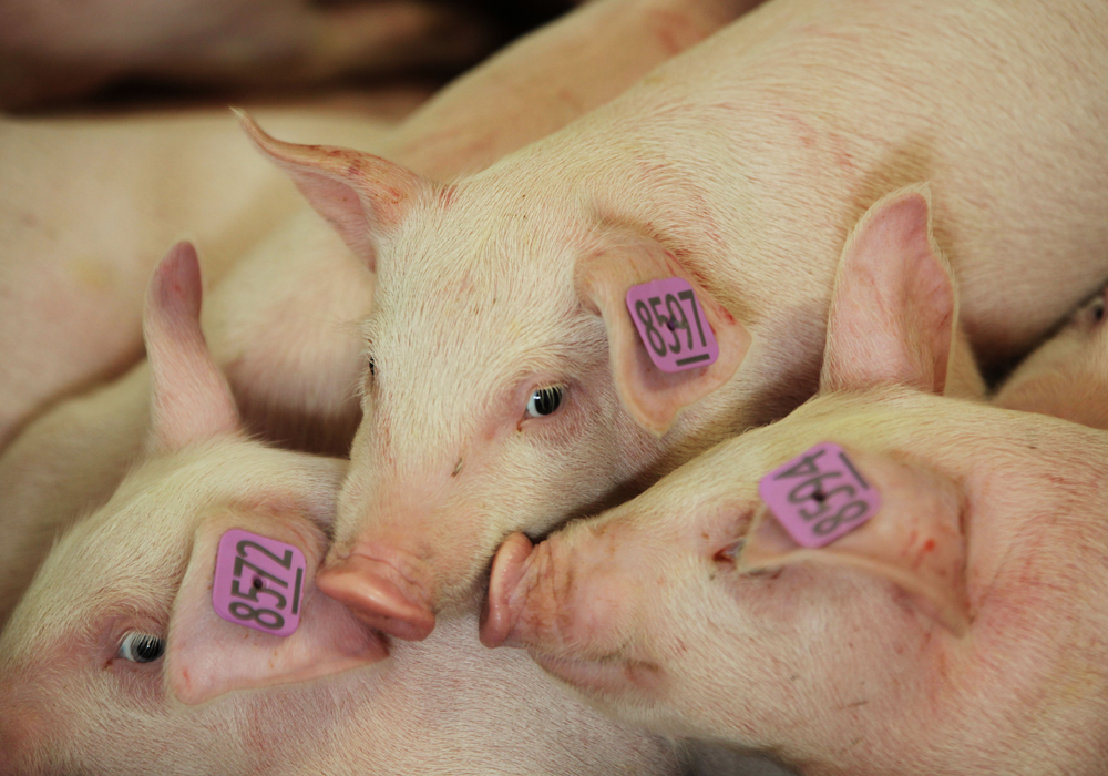 Alberta Pork reported the discovery Feb. 21. Location of the affected farm was not disclosed, so it is not known whether it is near the site of the first confirmed Alberta case in a central Alberta farrow-to-finish operation that had 400 animals. | File photo