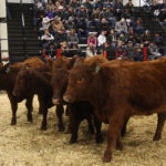 The amount of cattle sold at several of Manitoba's livestock auctions was mixed for the week ending Feb. 22. | File photo