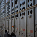 Producers who haul cattle to out-of-province feedlots or slaughter plants will have to follow new drivers’ licensing rules once they take effect in Saskatchewan March 15.
| File photo