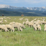A batch of sheep is traced using a system that keeps a record of transactions across a network of linked computers. | File photo