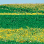 This is the intersection of three fields. There’s a conventionally planted corn field in the upper righthand corner of the shot, a conventionally planted soybean field in the upper lefthand corner and the foreground is a horizontally seeded soybean field with two horizontal prairie strips. Prairie strips are composed of native perennial plants located across hill slopes. The stiff stems and abundant, fibrous roots of the native plants slow down runoff water and allow it to soak into the soil.  |  Lynn Betts photo