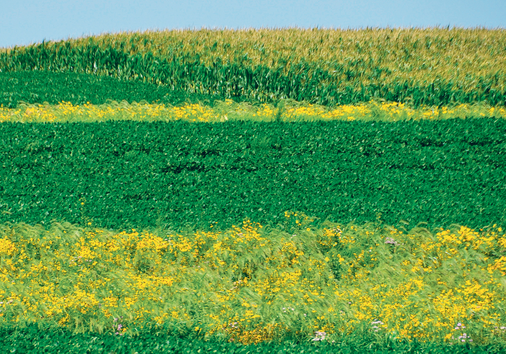 This is the intersection of three fields. There’s a conventionally planted corn field in the upper righthand corner of the shot, a conventionally planted soybean field in the upper lefthand corner and the foreground is a horizontally seeded soybean field with two horizontal prairie strips. Prairie strips are composed of native perennial plants located across hill slopes. The stiff stems and abundant, fibrous roots of the native plants slow down runoff water and allow it to soak into the soil.  |  Lynn Betts photo