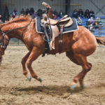 The sorrel filly being started by Amos Abrahamson of Maple Creek, Sask., protests after being saddled for the first time. | William DeKay photo