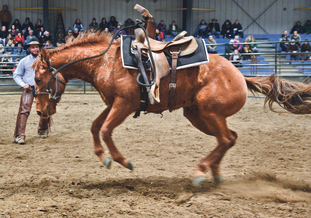 The sorrel filly being started by Amos Abrahamson of Maple Creek, Sask., protests after being saddled for the first time.  |  William DeKay photo