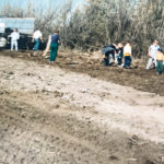 Traditions of hard work continue for the Cey clan as the children and grandchildren of Bill and Ethel Cey pick old tree roots and plant new evergreens in a shelter belt in 2005. | Cey family photo