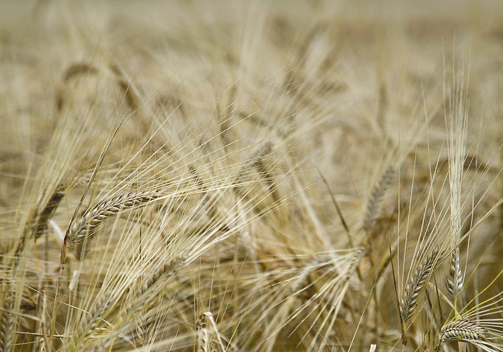 The new complex carbohydrate is found in the roots of barley, but researchers say it is still too early to understand its role in the roots’ cell walls.  |  File photo