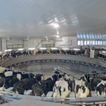The ter Borghs recently installed a rotary milking system, which can milk 250 to 270 cows per hour. | Riekje ter Borgh photo