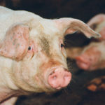 Large supply in the United States has hurt hog futures, but some analysts think help could be coming from China, where the country might have to start buying more pork to offset massive herd liquidations caused by African swine fever. | File photo