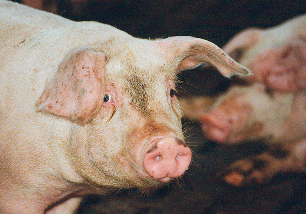 Large supply in the United States has hurt hog futures, but some analysts think help could be coming from China, where the country might have to start buying more pork to offset massive herd liquidations caused by African swine fever.  |  File photo