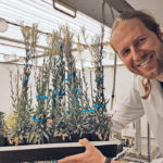 Martin Mau, a senior researcher at the University of Saskatchewan’s Global Institute for Food Security, examines mature boechera plants that are setting seeds in one of the institute’s climate chambers. | GIFS/ Paulina Cholango Martinez photo