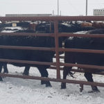 The owner of more than 300 cattle seized earlier this month by Animal Protection Services of Saskatchewan says his animals were in good condition, had adequate feed and water, and weren’t in distress.
| Photo supplied by Warren Russell