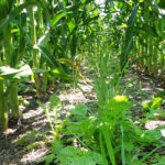 Over the last three to five years, soil health has become a major point of discussion in North American agriculture. | File photo