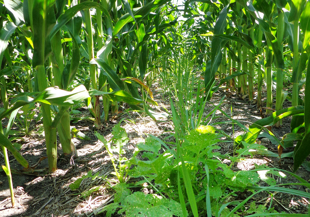 Over the last three to five years, soil health has become a major point of discussion in North American agriculture. | File photo