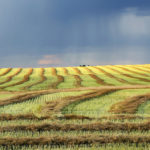 GMO certificates required to import canola into China have been used as a non-tarrif trade barrier in the past. | Robin Booker photo