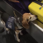 Beagles and other sniffer dogs are used at air and sea ports to detect illegal shipments of meat — in containers or in the luggage of travelers. | Screencap via YouTube/USDA