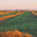Political tensions between Canada and China have put the Canadian canola sector in the crossfire, with the latest move seeing China blocking imports from one of Canada's largest canola exporters. | File photo