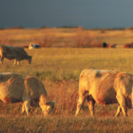 Research into stocking rates is trying to determine the best level of grazing intensity. | File photo