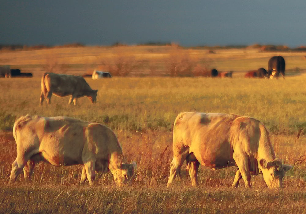 Research into stocking rates is trying to determine the best level of grazing intensity.  |  File photo