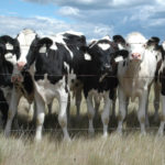 Johne’s is caused by the bacterium mycobacterium avium paratuberculosis (MAP), which can spread through colostrum, milk and manure. | File photo