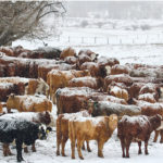 It is important to know what key traits exist and the relationship between negative and positive traits when making changes to a cow herd. | Mike Sturk photo