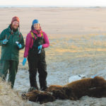 Veterinarians Dave Mcruer and Emily Jenkins prepare to examine a dead horse last year on Sable Island as part of their work on the wild horse population. | Julie Colpitts photo