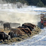Feed grain prices have been on the upswing recently, according to Nelson Neumann of Agfinity in Stony Plain, Alta. | File photo