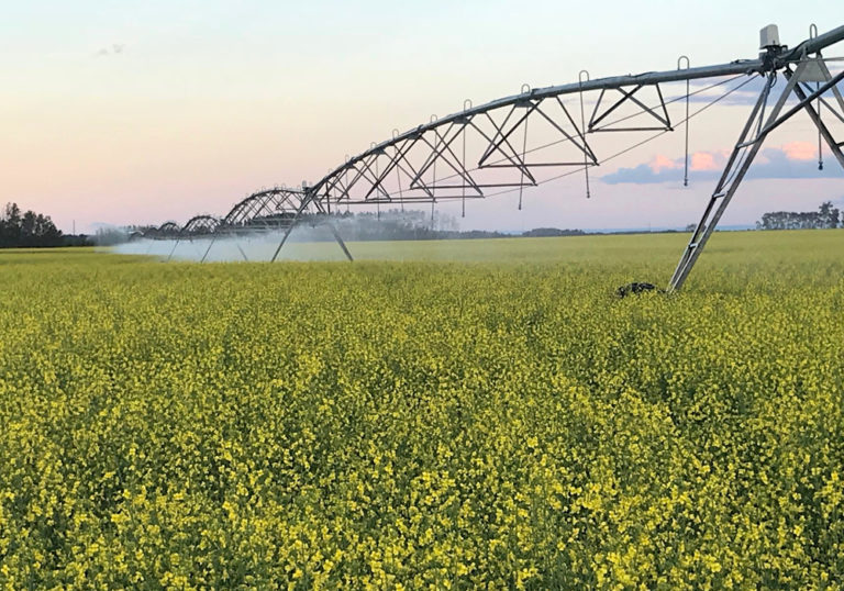 Ontario farmers test subsurface drip irrigation The Western Producer