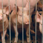 The hog inventory is also down one percent, the first decrease in six years. | File photo