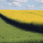 A fall-seeded rapeseed field blooms near Cambrai, France, last April. Dryness in Western Europe is raising concerns about the condition of fall-seeded crops as they prepare to come out of dormancy soon. | REUTERS/Pascal Rossignol photo