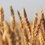 A 2016 Iowa State University study determined that China was paying its farmers US$10.40 per bushel for their wheat. | File photo