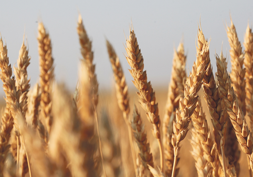 A 2016 Iowa State University study determined that China was paying its farmers US$10.40 per bushel for their wheat.  |  File photo