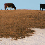 In its recent spring forecast for March, April and May, the Weather Network said the recent cold pattern throughout the Prairies will continue.
However, the good news is arctic air is expected to back off in a few weeks while an El Nino, Pacific influence takes over from mid-March through April, bringing with it warm, moist air and milder temperatures.
| File photo