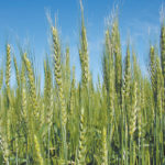 Wheat bids in Western Canada were mixed for the week ended March 8. | File photo