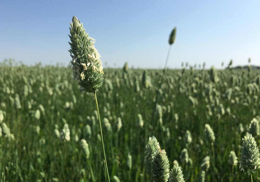 Canaryseed is gluten-free and was previously ingested only as birdseed, with Mexico and Europe being the main importers of the Canadian crop. | File photo