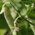 Green peas usually trade a premium to yellow peas due to higher quality specs and concerns over bleaching, but the current price spread is rather wide. | File photo