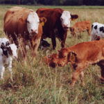 AFSC said the calf premiums under the Western Livestock Price Insurance Program (WLPIP) are significantly lower, falling 20 to 40 percent depending on the coverage length, though calf rates are subject to change because the market fluctuates throughout the sales season. | File photo
