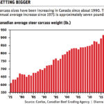 Larger carcasses ring alarm for beef industry