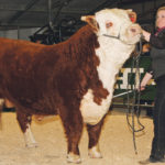 The grand champion at the Calgary Bull Sale was the entry of Cal and Marilyn Ramsay of Cutknife, Sask. The bull sold for $20,500 to XTC Ranches and Wasko Enterprises of Eastend, Sask. Named Carlrams A 81Y Royal Lad 138E, this 2017 bull was also the high seller of the 119th annual sale. | Barbara Duckworth photo