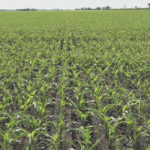 Here’s a scene most farmers have never seen before: corn planted on 10-inch row centres at a rate of 45,000 seeds per acre. The result of the experiment was 284 bushels per acre with 52 pound bushel weight, grown in a year with below average rainfall on the Blumengart Colony south of Winkler. | Mark Tschetter photo